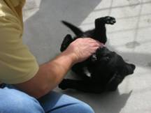 Guide Dogs Puppy