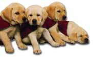 A group of four Guide Dog puppies