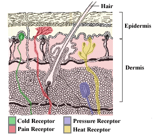 Picture of Skin and Receptors